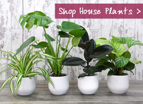 Shop House Plants
