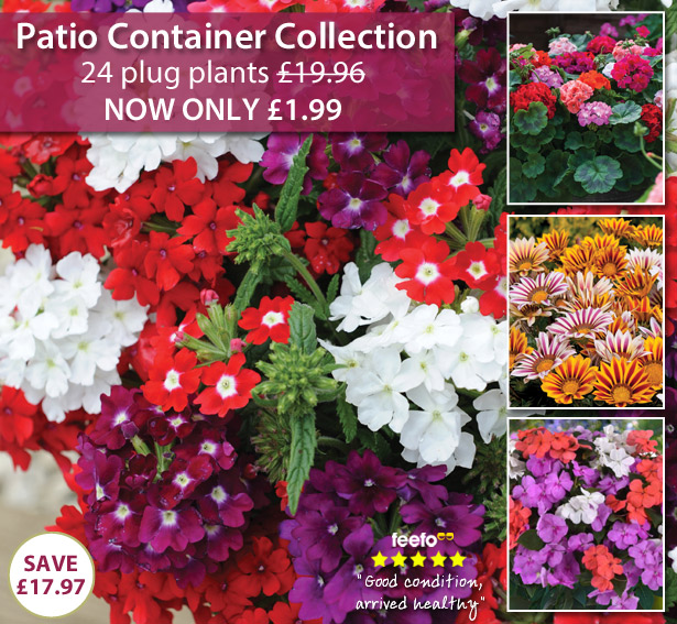Patio Container Collection