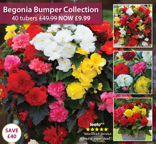 Begonia Tuber Collection
