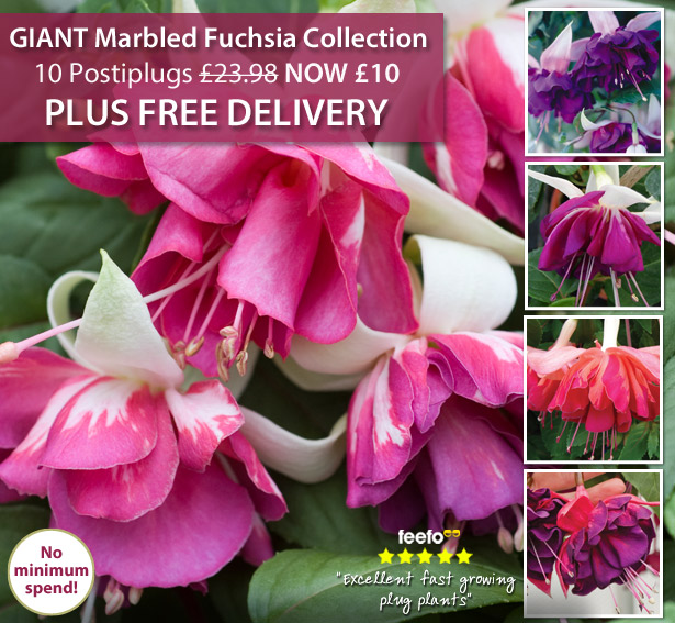 Fuchsia 'Deluxe Giant Marbled' Collection + Free Delivery