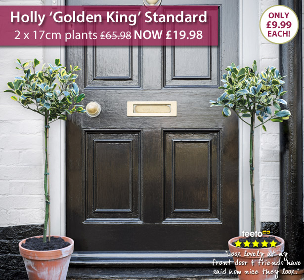 Holly 'Golden King'