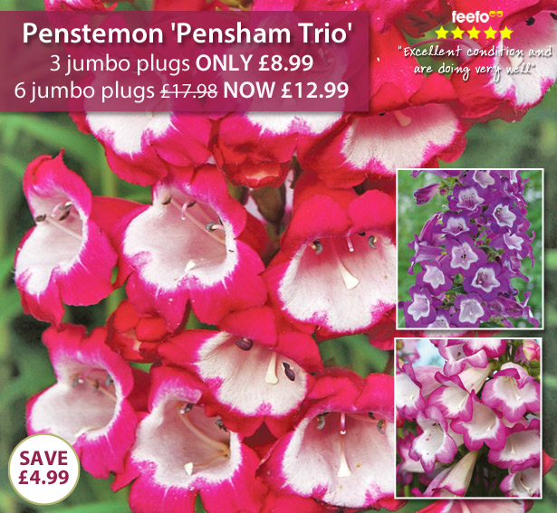 Penstemon 'Pensham Trio'
