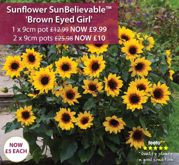 Sunflower SunBelievable 'Brown Eyed Girl'