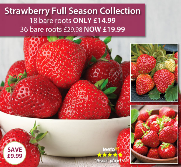 Strawberry Full Season Collection