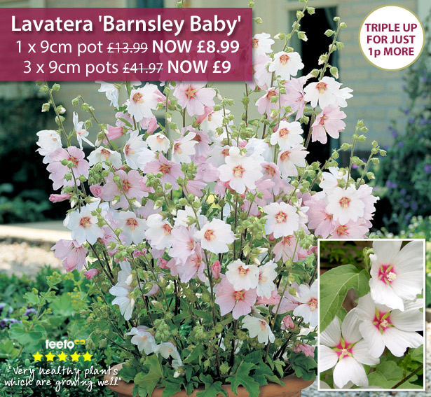Lavatera 'Barnsley Baby'