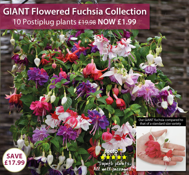Giant-Flowered Fuchsia Collection