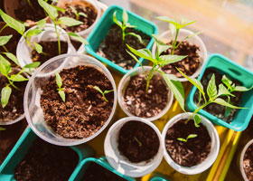 Seed sowing & growings
